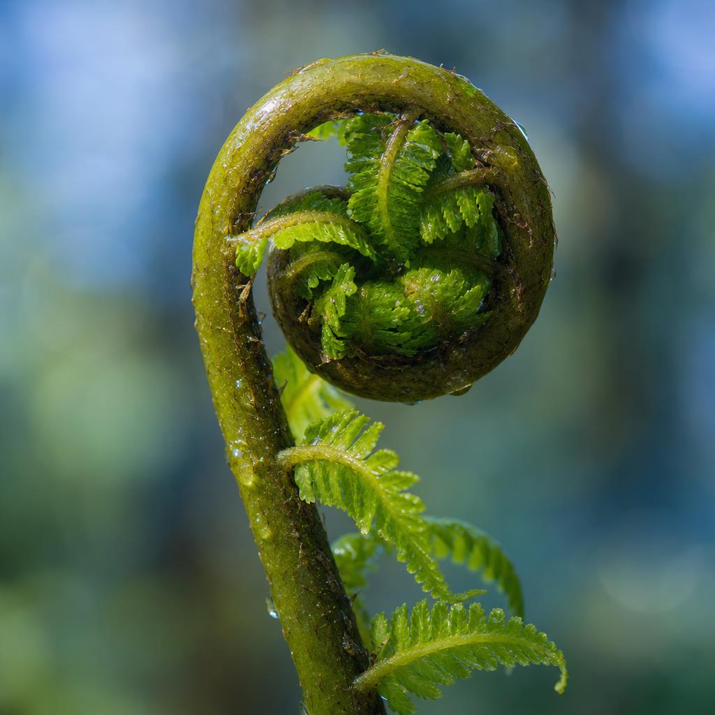 Unfurling fern koru fronds in bright green and blue light